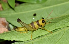 Pareusychius defurcus