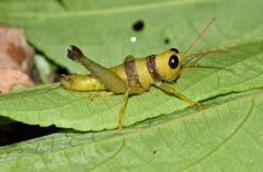 Pareusychius defurcus