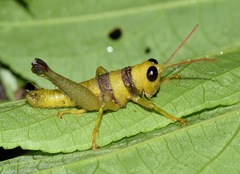 Pareusychius defurcus