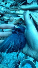 Brachypteryx cruralis