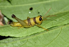 Pareusychius defurcus