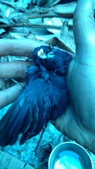 Brachypteryx cruralis