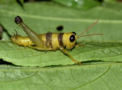 Pareusychius defurcus