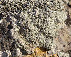 Lecanora sulphurea