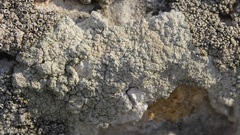 Lecanora sulphurea
