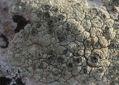 Lecanora sulphurea