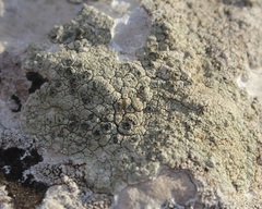 Lecanora sulphurea