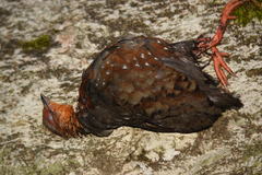 Arborophila mandellii