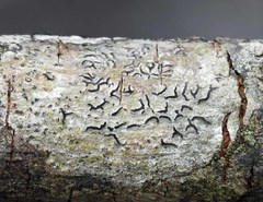 Leiorreuma explicans