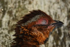 Arborophila mandellii