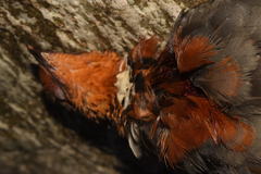 Arborophila mandellii