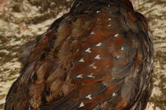 Arborophila mandellii