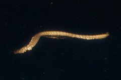 Hydrophis lapemoides