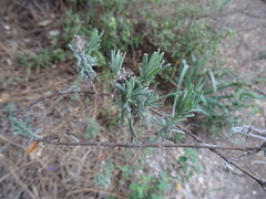 Lavandula stoechas