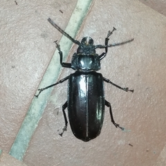 Mallodon spinibarbis