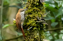 Lepidocolaptes squamatus