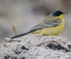 Motacilla flava thunbergi