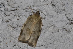 Choristoneura hebenstreitella