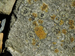 Rhizocarpon concentricum