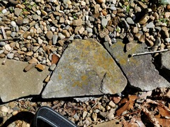 Rhizocarpon concentricum