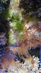 Ulva californica