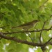 Kamchatka Leaf Warbler - Photo (c) andriy, some rights reserved (CC BY-NC), uploaded by andriy
