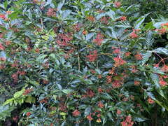Palicourea crocea