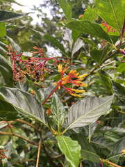 Palicourea crocea