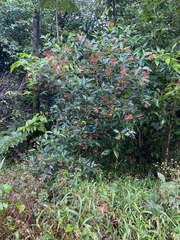 Palicourea crocea