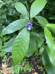 Psychotria urbaniana