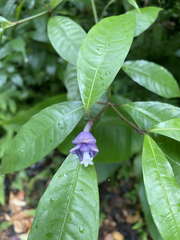 Psychotria urbaniana