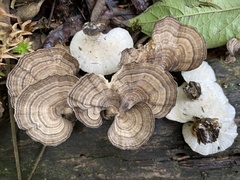 Trametes menziesii