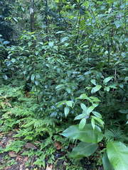 Psychotria urbaniana