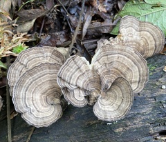 Trametes menziesii