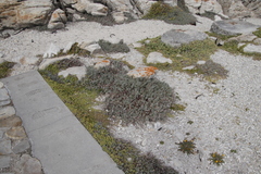 Chenolea diffusa