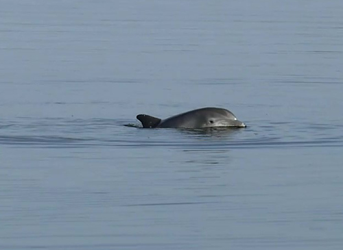Tamanend's Bottlenose Dolphin photographed in Maryland