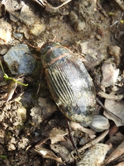 Dytiscus marginalis