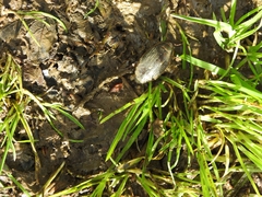 Dytiscus marginalis