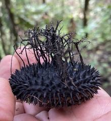 Xylaria apeibae