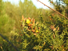 Ulex argenteus subsericeus