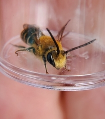 Colletes brimleyi