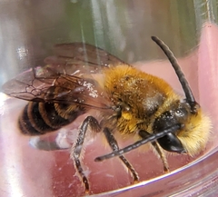 Colletes brimleyi