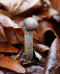 Tolypocladium rouxii