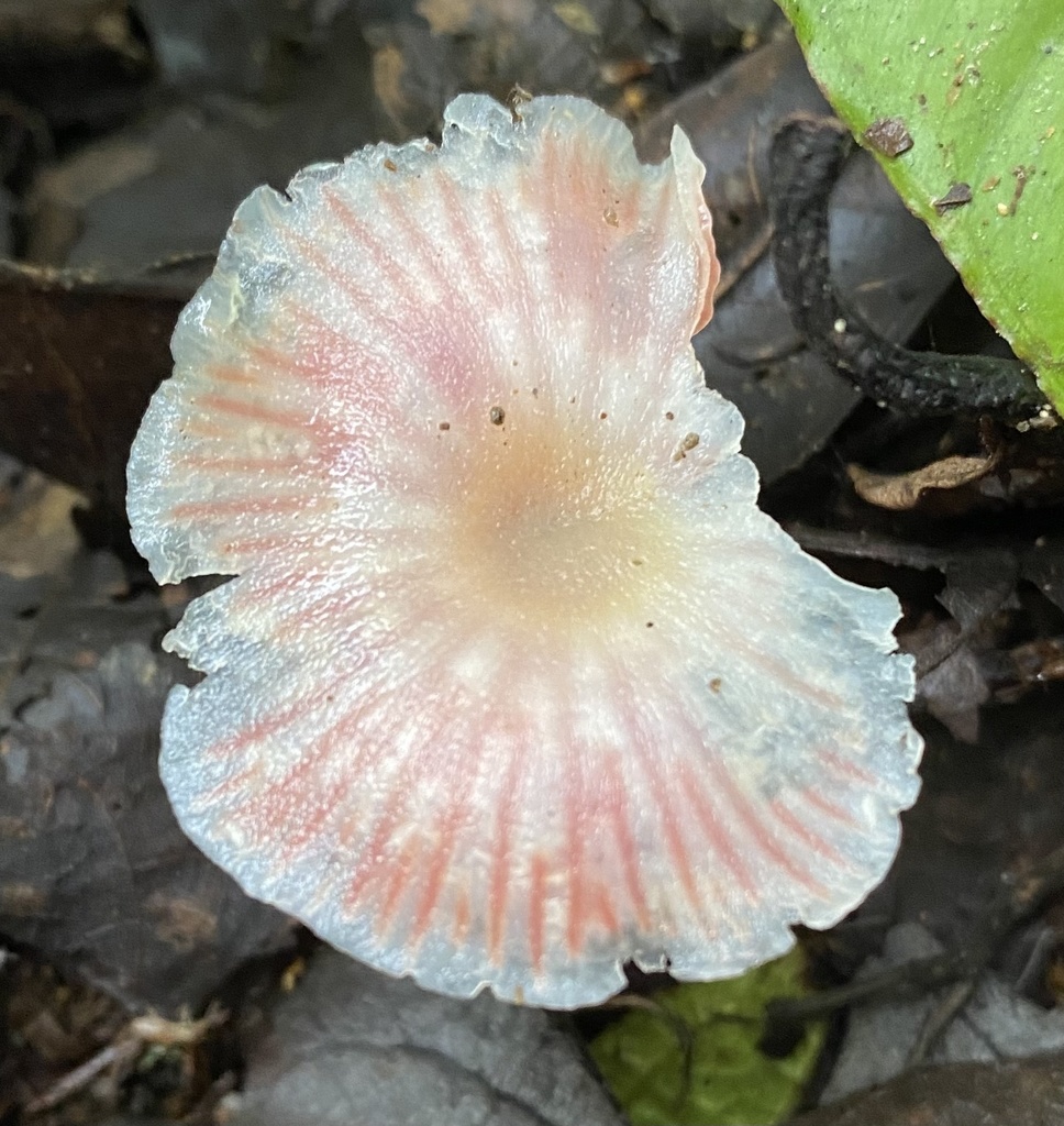 Hygrocybe mirabilis · February 2022 · photo: © heimatlos (iNaturalist, cc0)