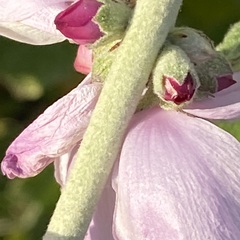 Malacothamnus hallii
