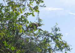 Black-Headed Uacari photo 5