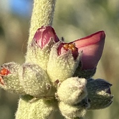 Malacothamnus hallii