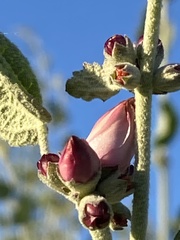 Malacothamnus hallii