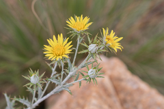 Angiospermae