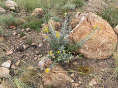 Angiospermae